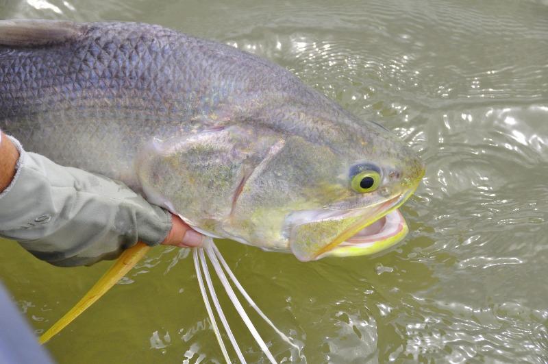 Threadfin salmon will be a great target over the coming months photo copyright Fisho's Tackle World taken at 