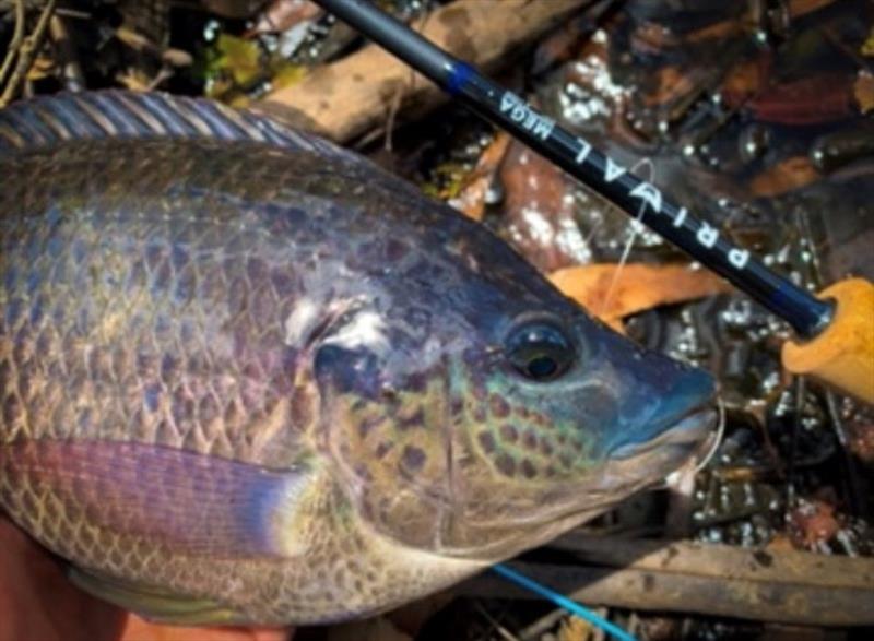 Tilapia are a great fly fishing target as you can often sight fish them, just make sure you dispose of them properly photo copyright Fisho's Tackle World taken at 