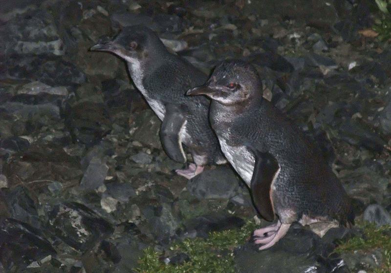 King Island Fairy Penguins are bountiful and such a delight to watch. - photo © John Curnow