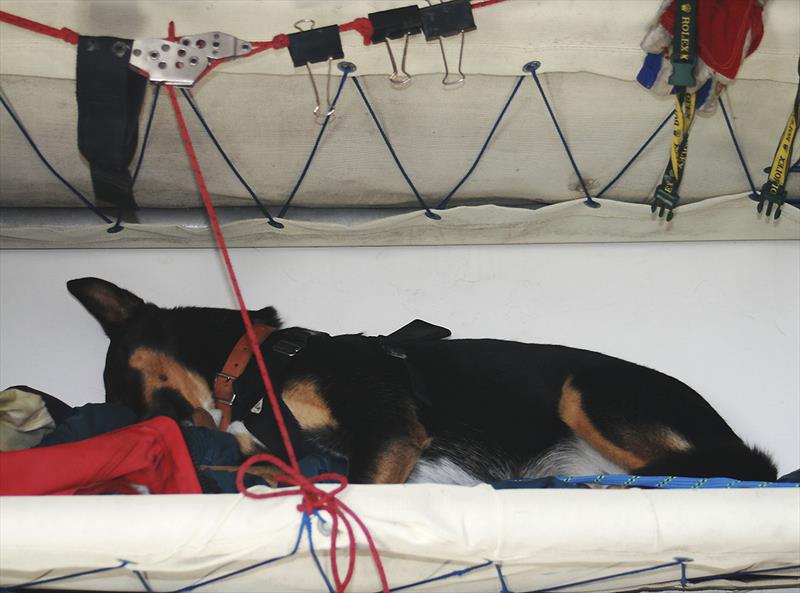 Good Doggy! Off watch and goes to a windward pipe cot. Every bit helps!!! photo copyright Alex McKinnon Photography taken at Ocean Racing Club of Victoria