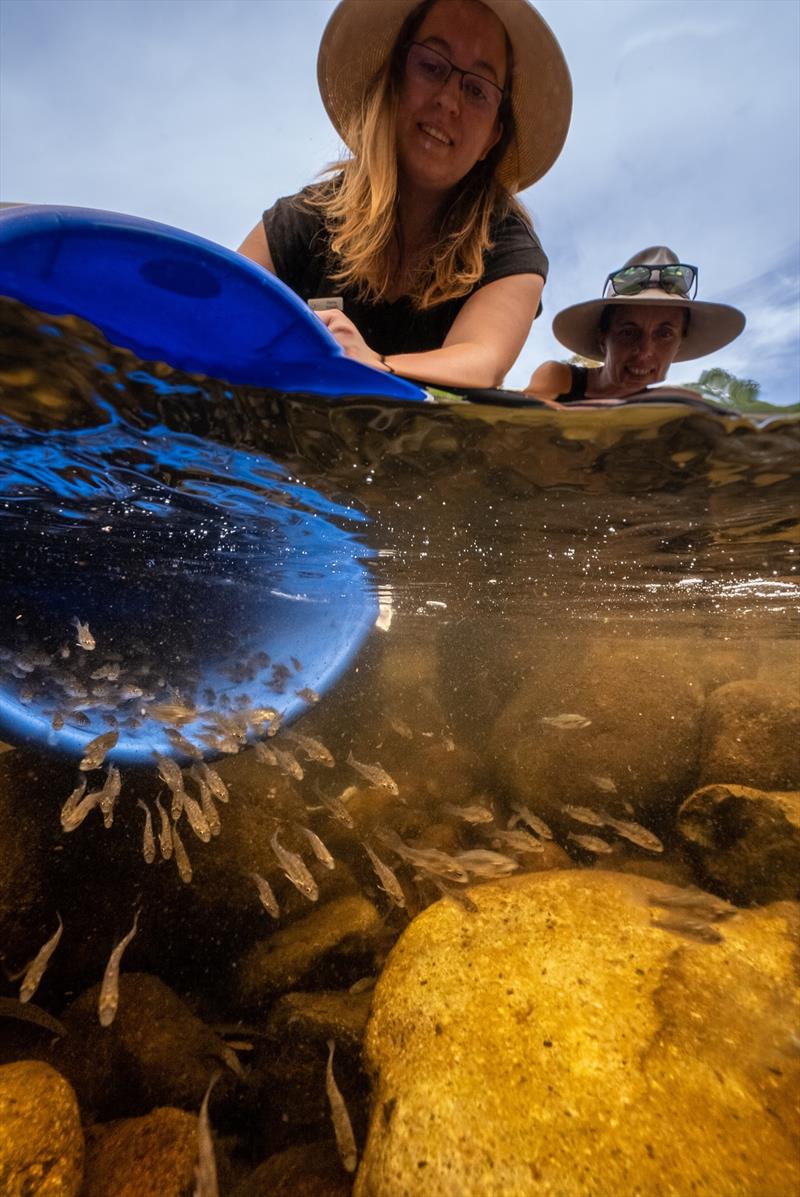 Record Macquarie Perch stocking helps species recovery photo copyright Victorian Fisheries Authority taken at 