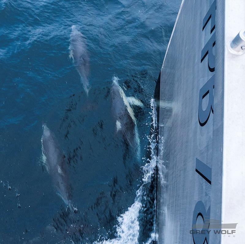 Dolphins - photo © West Nautical