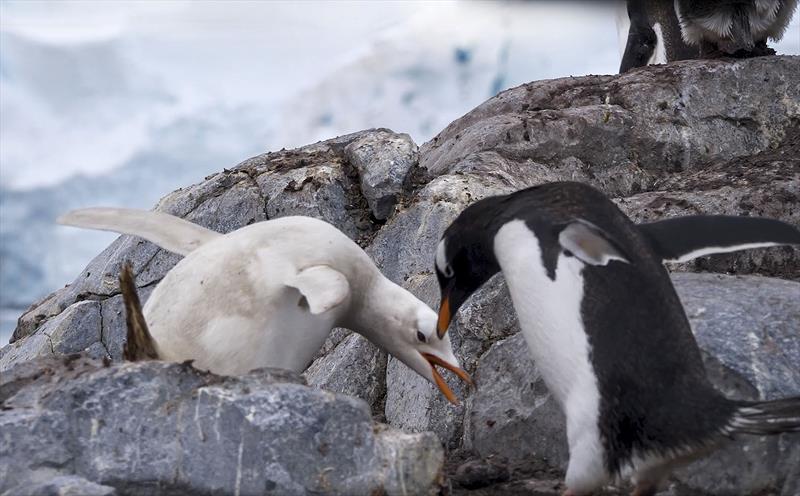 Penguins - photo © West Nautical
