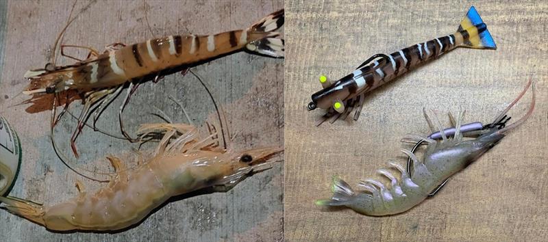 Left pic leeder prawn & banana prawn, right pic Samaki Live Shrimp and Chasebaits Flick Prawn photo copyright Fisho's Tackle World taken at 