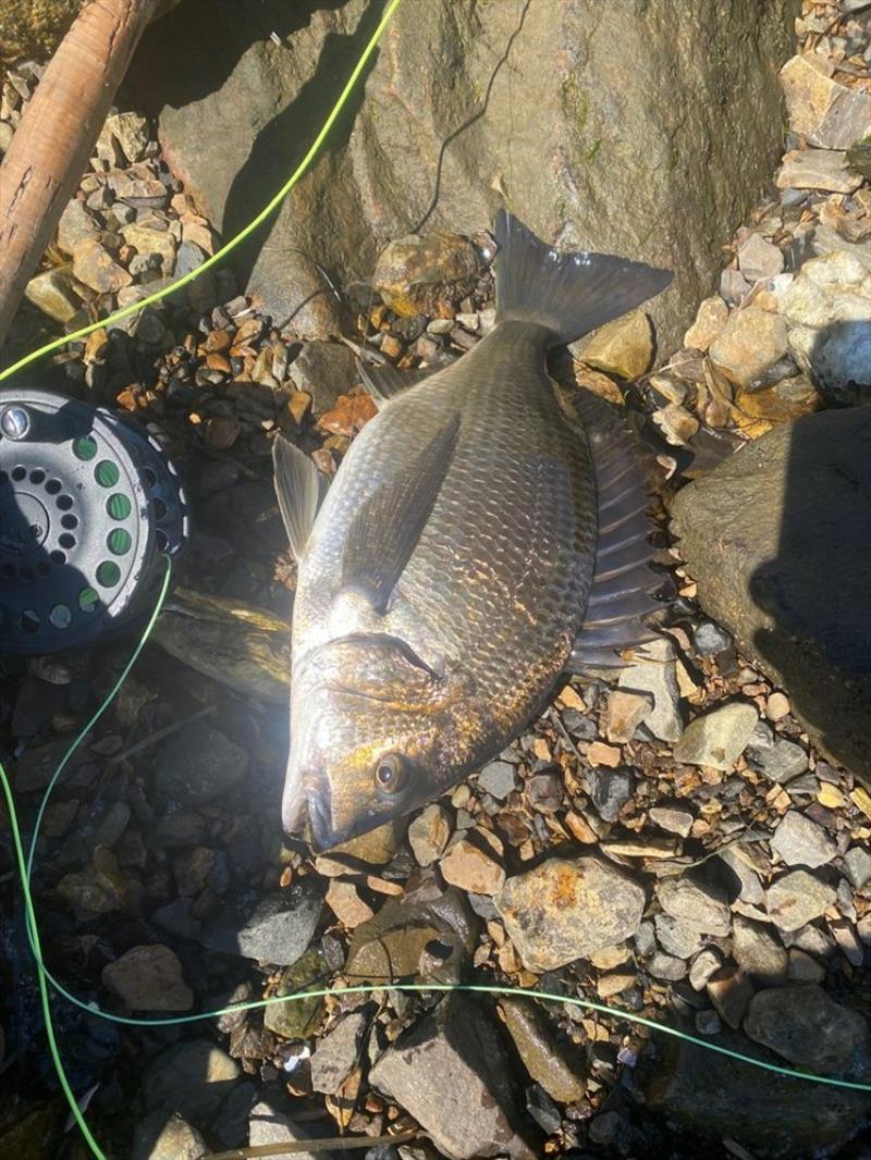 Sam also caught this bream on fly under the Bowen Bridge last week.  - photo © Spot On Fishing Hobart
