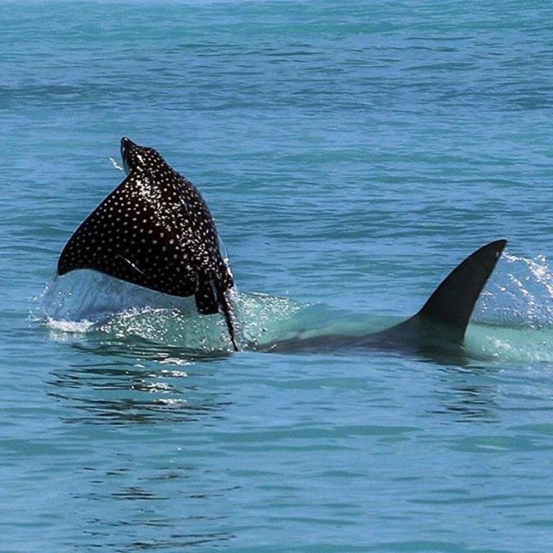 Hammerhead sharks can be quite the sight when hunting rays in the shallows photo copyright Fisho's Tackle World taken at 