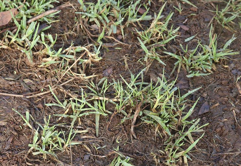 Grass Roots indeed - from little clumps whole lawns can grow, especially with the right conditions and a bit of care photo copyright John Curnow taken at 