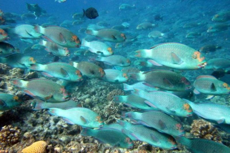 A school of large parrotfish (Chlorurus frontalis) observed during fish surveys on a coral reef. These fish use their bird-like beaks to scrape away seaweed, preventing establishment of seaweed on reefs photo copyright Kevin Lino / NOAA Fisheries taken at 