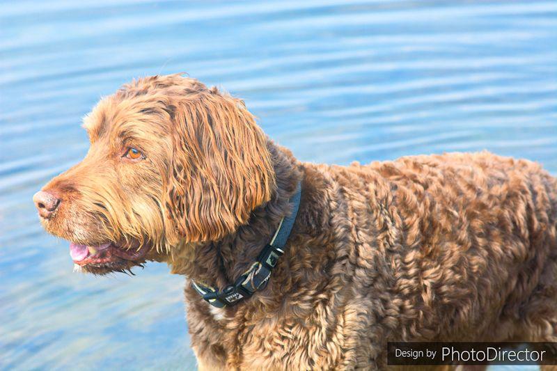 A keen four-legged spectator - Border Counties Midweek Sailing at Shotwick Lake photo copyright Pete Chambers / www.instagram.com/boodog_photography taken at Shotwick Lake Sailing