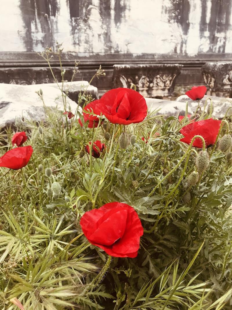 Poppies - photo © SV Red Roo