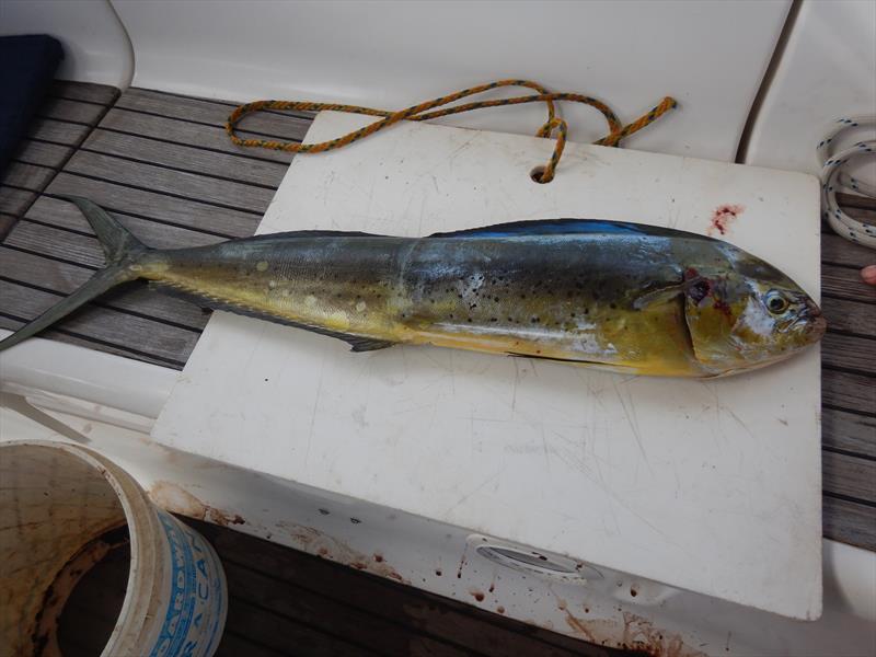 Our mahi mahi photo copyright Andrew and Clare Payne / Freedom and Adventure taken at 