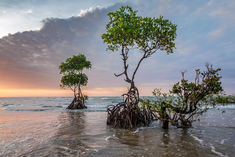 Mangroves are a vital marine habitat for storing carbon - photo © The Ocean Race