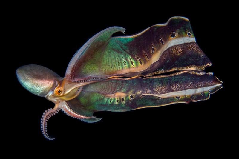 Second, Katherine Lu - A blanket octopus shows off its beautiful patterns and colours. Philippines photo copyright Katherine Lu taken at 