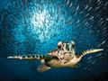 United Nations reach accord to protect marine life on high seas