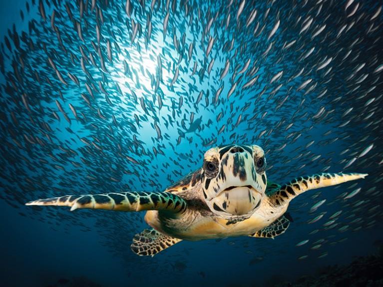 United Nations reach accord to protect marine life on high seas photo copyright Daria Blackwell taken at Ocean Cruising Club