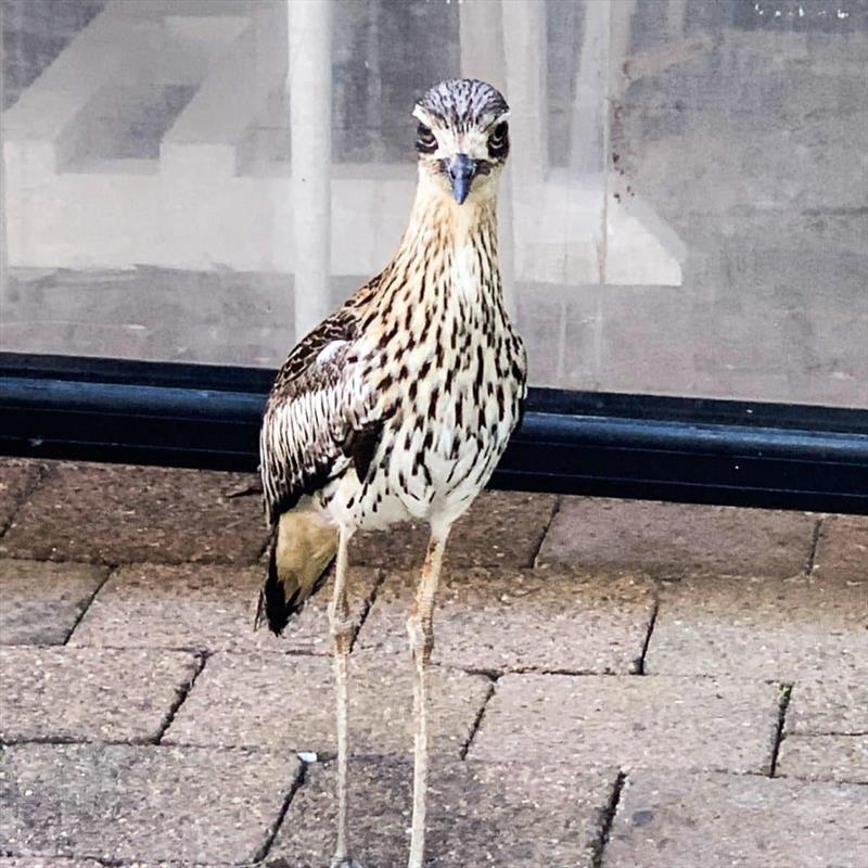 Spotted at Coochiemudlo Island is a curlew, a large, mainly nocturnal, ground dwelling bird, endemic to Australia - photo © Riviera Australia