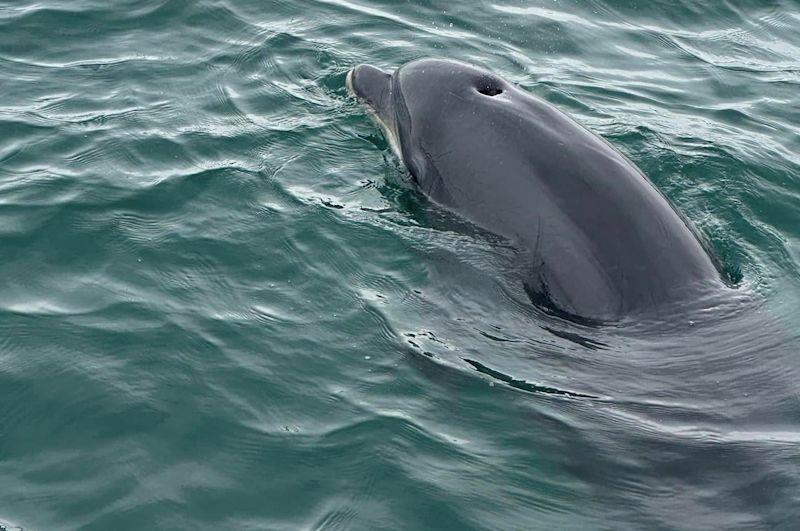 Castle Cove SC centenary celebrations include dolphins joining the Sail Past photo copyright CCSC taken at 