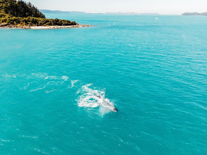 Whales provide on water entertainment - Airlie Beach Race Week - photo © Colours and Clouds Media