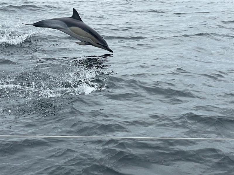 Sealife spotting on board Ginkgo during the Rolex Fastnet Race - Admiral's Cup 2025, Day 2 - photo © Ginkgo