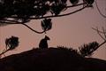 Wallaby at sunrise on Maggie Island - SeaLink Magnetic Island Race Week  &copy; Andrea Francolini / SMIRW