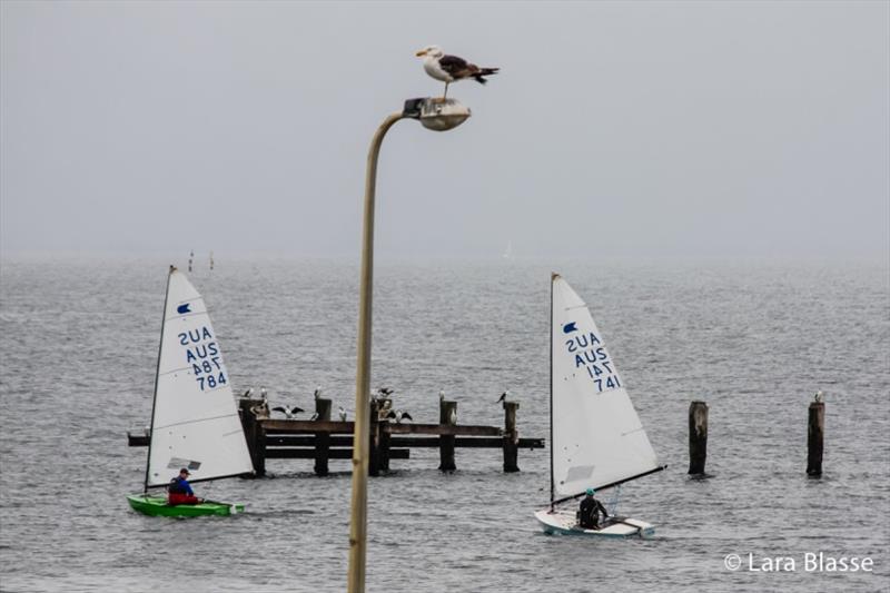 Australian OK Dinghy Nationals, Day 2 photo copyright Lara Blasse taken at  and featuring the OK class