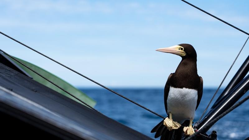 The Ocean Race 2022-23 - 26 April 2023, Leg 4 Day 3 onboard GUYOT environnement - Team Europe. A Brown Booby (Sula leucogaster) having a break onboard.The Ocean Race 2022-23 - 26 April 2023, Leg 4 onboard GUYOT environnement - Team Europe - photo © Gauthier Lebec / GUYOT environnement - Team Europe / The Ocean Race