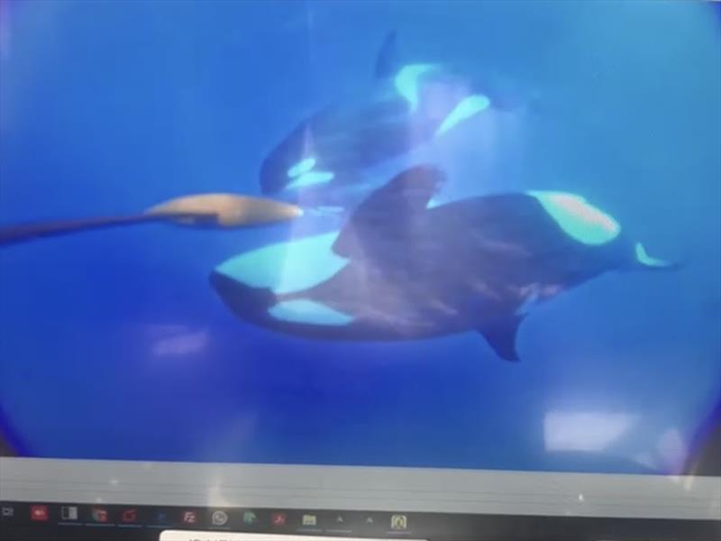 Screenshot of the onboard computer display showing the keel camera feed during the orca encounter on 14 July 2023 - photo © Team Malizia