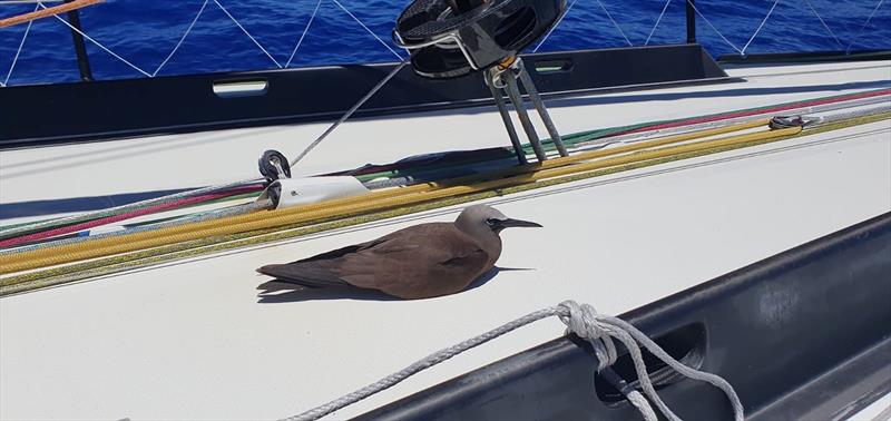 Photo sent from the boat Tout Commence during the Vendée Globe sailing race photo copyright Jean Le Cam #VG2024 taken at  and featuring the IMOCA class