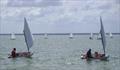 Optimist sailing at the 2014 Corozal Bay Regatta © George Tomlin