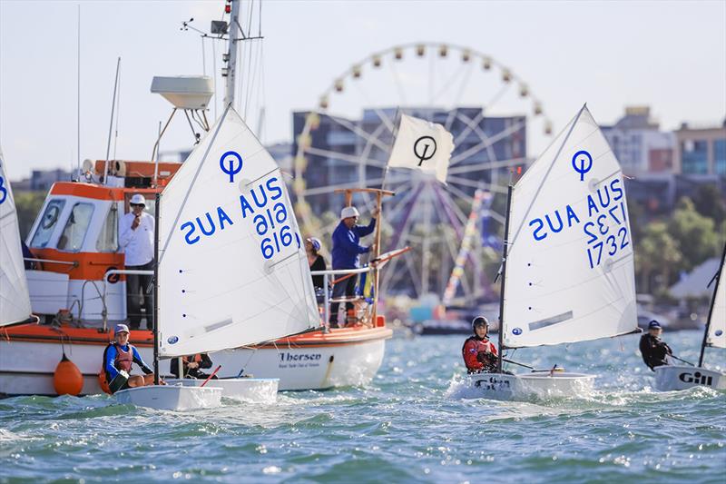 Youth classes at the Festival of Sails photo copyright Salty Dingo taken at Royal Geelong Yacht Club and featuring the Optimist class