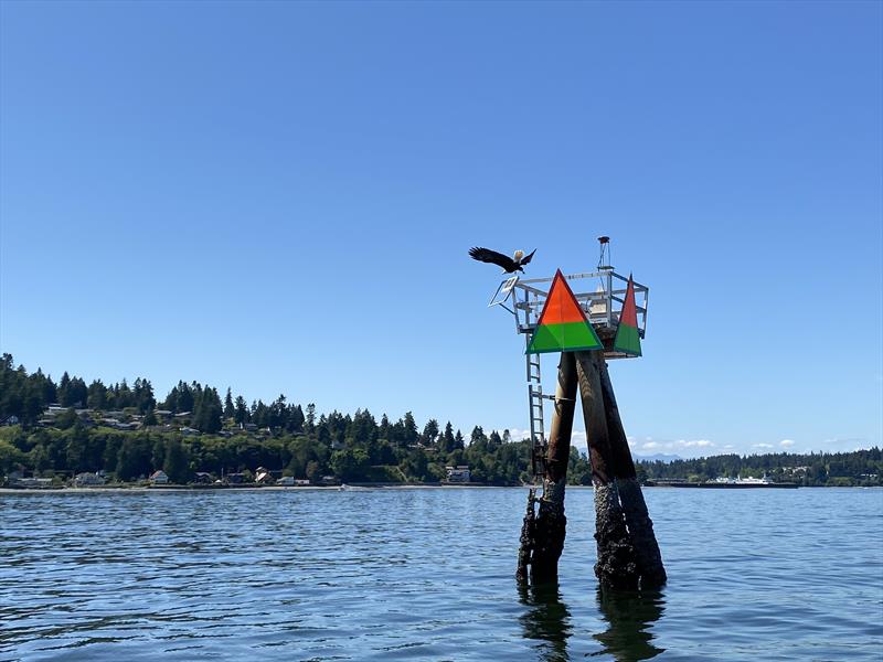 A resident icon departs the channel marker off of Bainbridge Island's aptly name Eagle Harbor - photo © David Schmidt