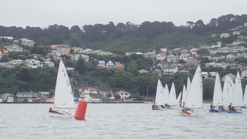 Sean Kensington - leads the 2019 Tauranga Cup P class fleet at Evans Yacht & Motor Boat Club photo copyright Kohimaramara YC taken at Evans Bay Yacht & Motor Boat Club and featuring the P class class