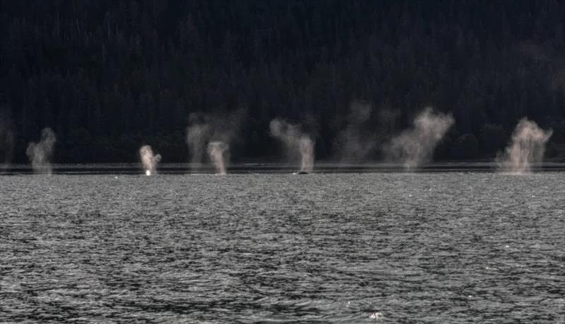 A large pod of humpbacks — Hobart Bay, SE Alaska photo copyright Kevin Morris, Sam Landsman & Laura Domela taken at  and featuring the Power boat class