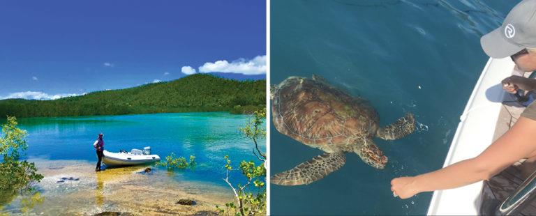 Left: Chasing mud crabs at Hill Inlet, Whitsunday Islands in Queensland. Right: Feeding a turtle in the Whitsundays. - photo © Riviera Australia