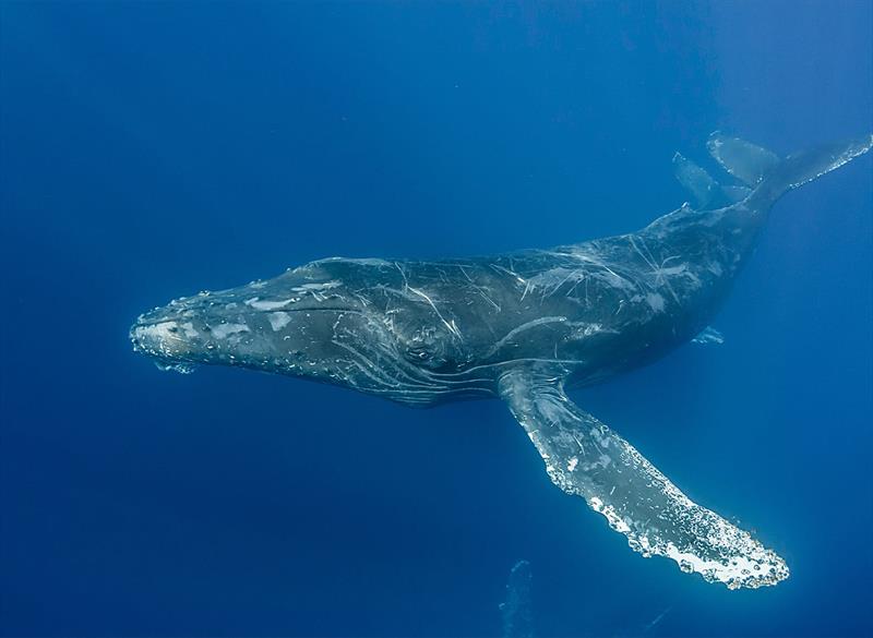 The family love spending time watching the whales and other local marine life - photo © Riviera Australia