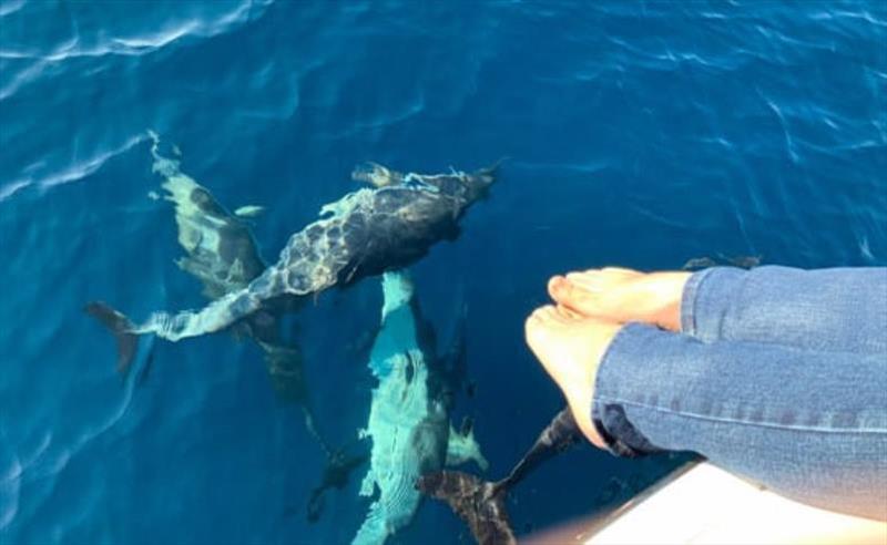 Catalina marine life - photo © Riviera Australia