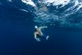 Jono Ridler - Swim4TheOcean - April 2026