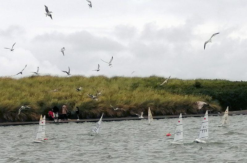 RC Lasers enjoy water returning to Fleetwood Model Yacht Club photo copyright Bob Jolly taken at Fleetwood Model Yacht Club and featuring the RC Laser class