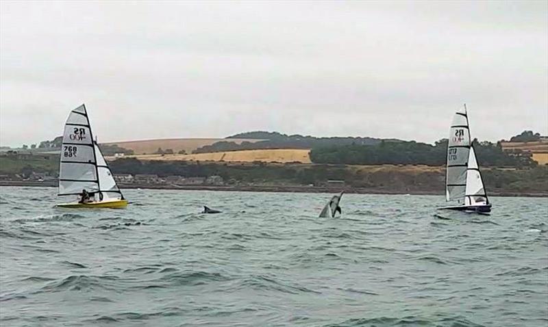 A pod of dolphins visits JP Watersports RS400 Scottish Tour Round 6 at Aberdeen & Stonehaven - photo © Claire Leven