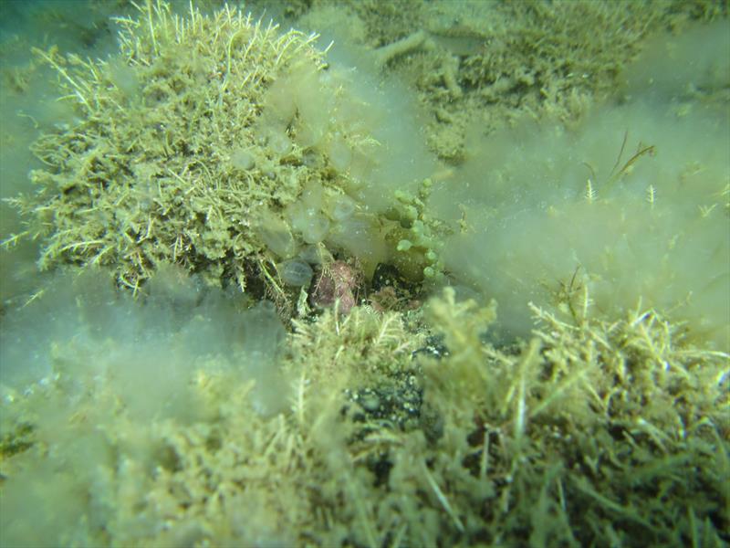 Clavelina oblonga, a type of sea squirt, has been found at Great Barrier Island. It may look pretty but could become a serious marine pest for the country  - photo © Samantha Happy