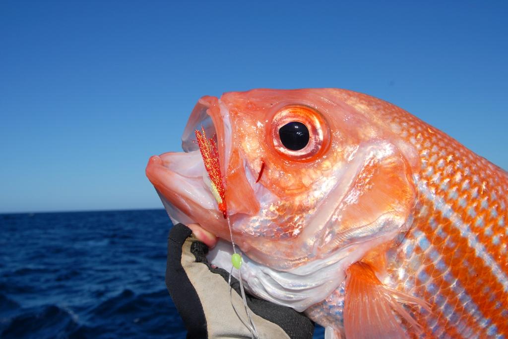 Flasher rigs are highly effective on these fish - with or without bait on them. © Shane Murton