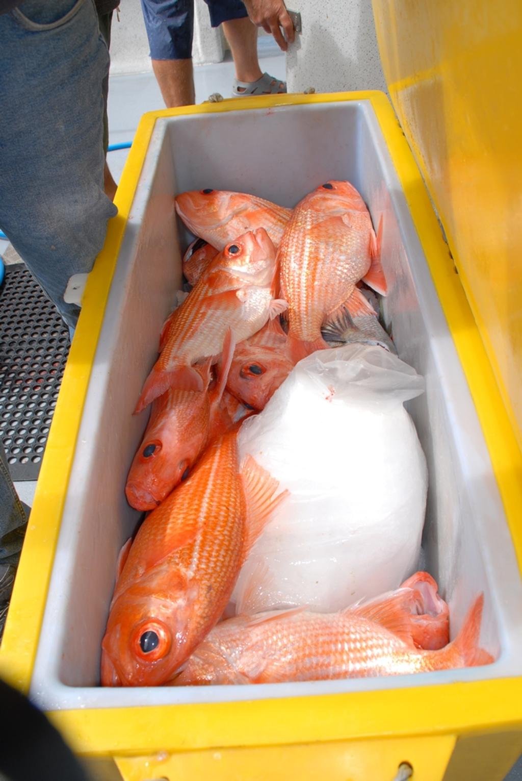 Bight redfish are arguably the tastiest fish on the southern reefs! Ice your catch immediately to preserve their delicate flesh. © Shane Murton