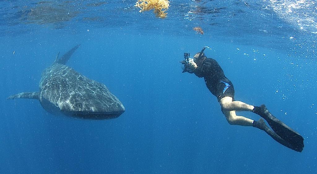 Dr. Harvey Filming Smaller Whale Shark - International Whale Shark Day © George Schellenger