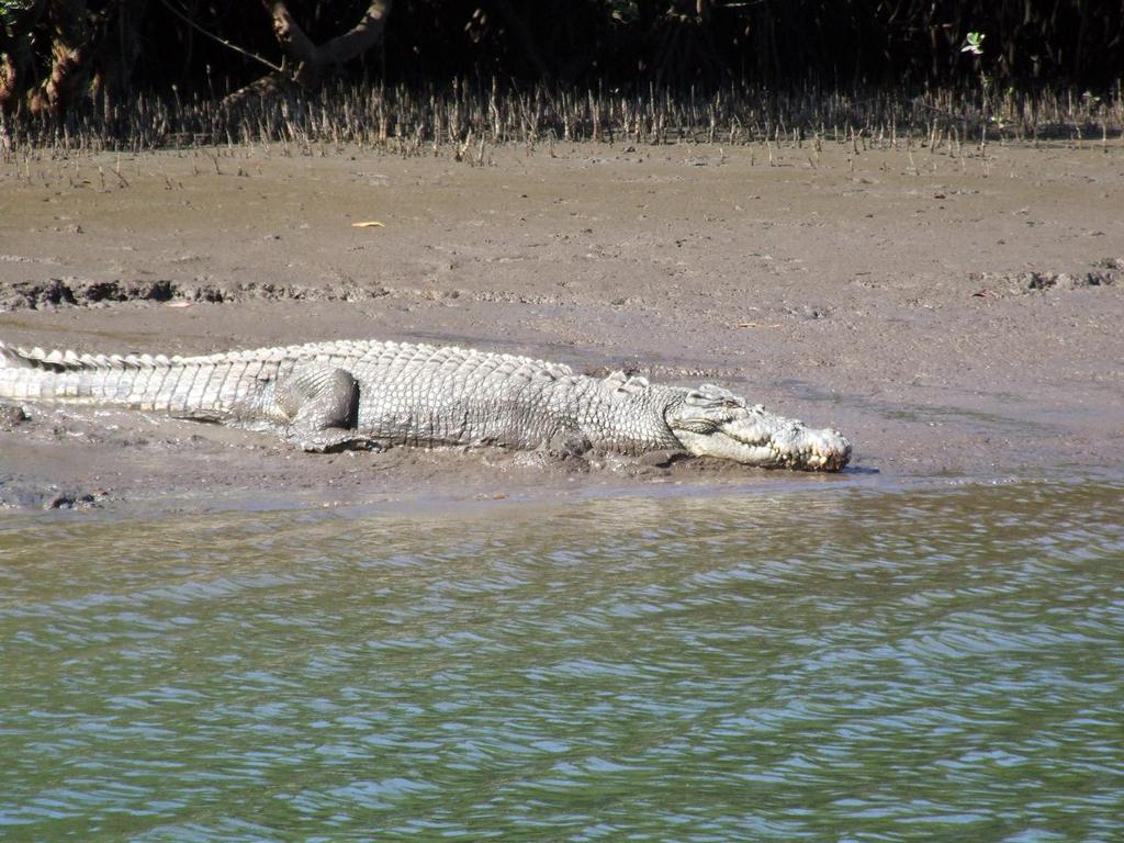 Be croc-wise.  There are plenty around Seaforth.  This one lives in Cluny. © Lee Brake