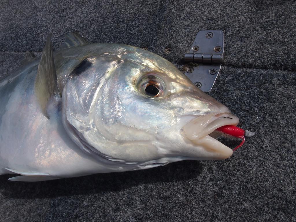 A 2 inch Gulp Shrimp on a quater once Nitro jig head was the undoing of this silver trevally photo copyright Gary Brown taken at  and featuring the  class
