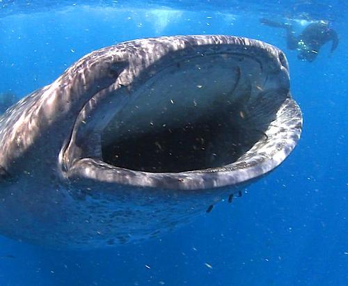 Whale Shark Feeding - International Whale Shark Day © George Schellenger