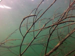 When fishing in snags, light leaders are a no go. photo copyright Jarrod Day taken at  and featuring the  class