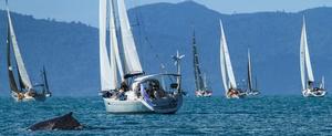 Airlie Beach Race  Week 2013, one or two whales and calf on the course enjoying the stunning Whitsunday weather while the competitors slip - Abell Point Marina Airlie Beach Race Week 2013 photo copyright Shirley Wodson taken at  and featuring the  class