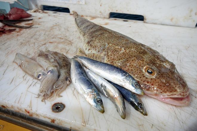 Pilchards and squid make excellent baits for flathead. ©  Jarrod Day www.jarrodday.com