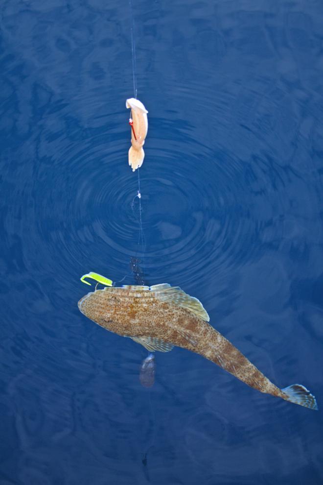 When using a paternoster rig, soft plastics can be used instead of bait. ©  Jarrod Day www.jarrodday.com